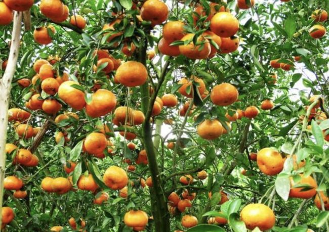 Tour Làng Hoa Sa Đéc Limousine Tour Làng Hoa Sa Đéc Luxury